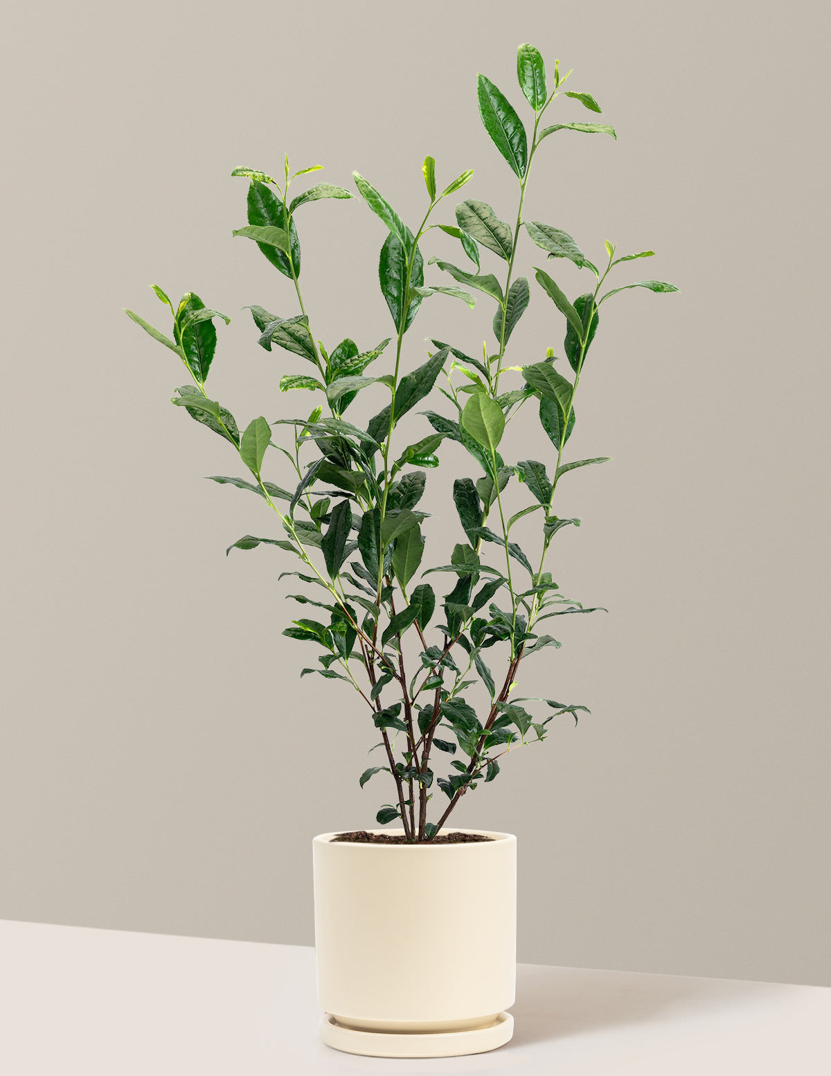 Tea Plant (Camellia Sinensis)