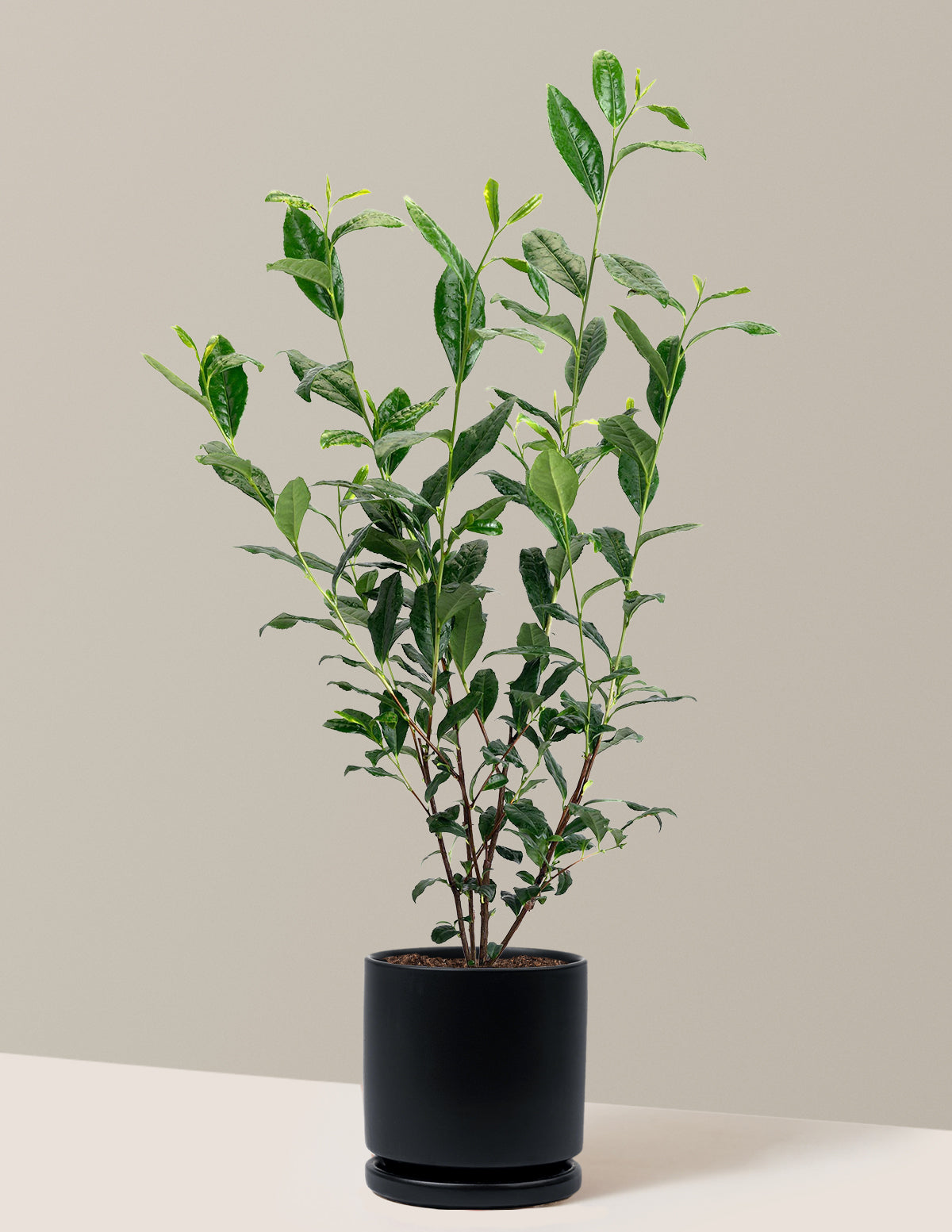 Tea Plant (Camellia Sinensis)