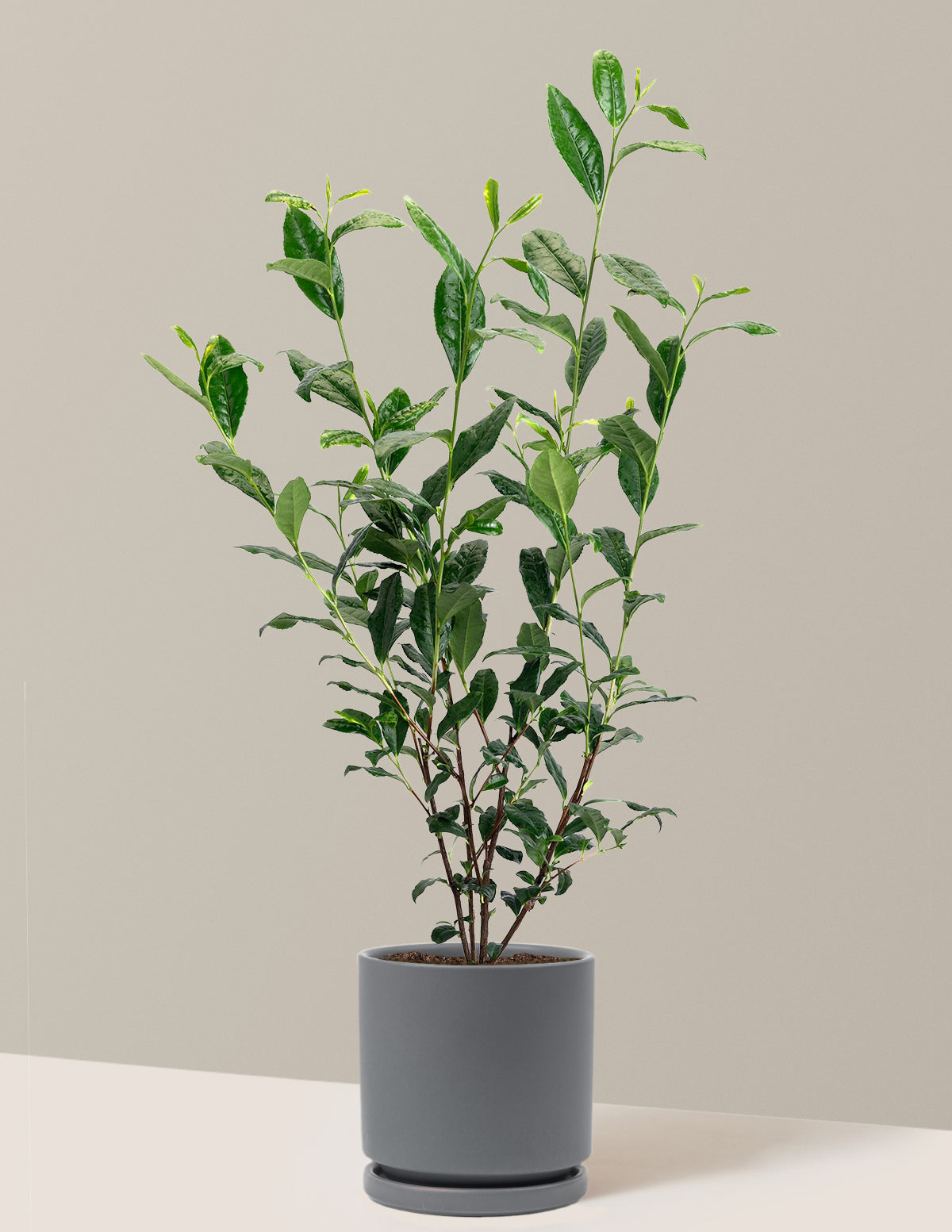 Tea Plant (Camellia Sinensis)