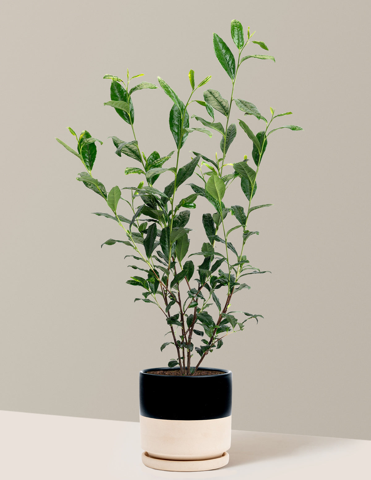 Tea Plant (Camellia Sinensis)