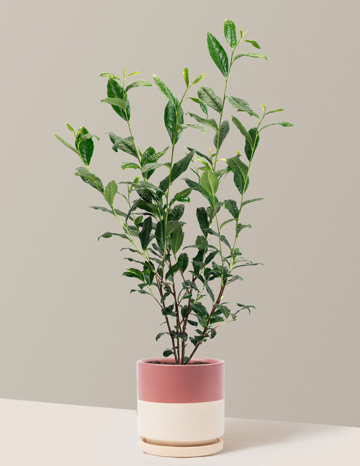 Tea Plant (Camellia Sinensis)