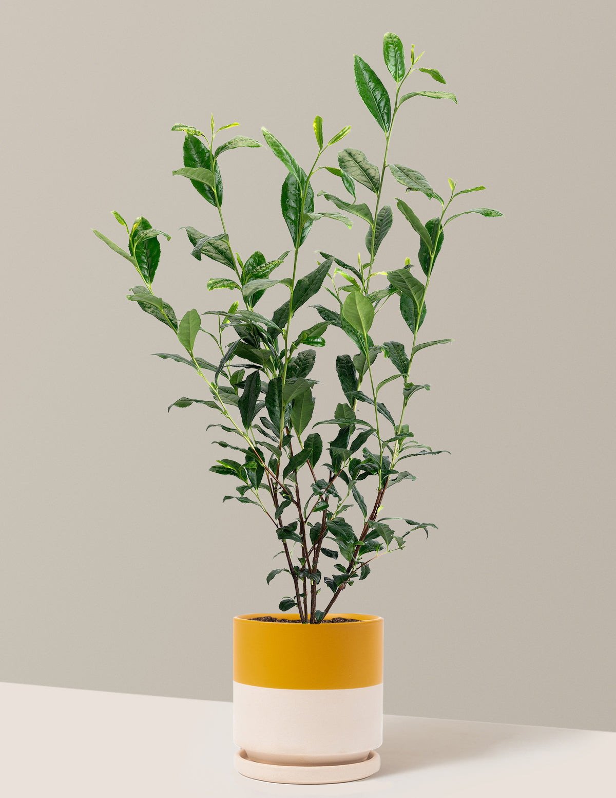 Tea Plant (Camellia Sinensis)