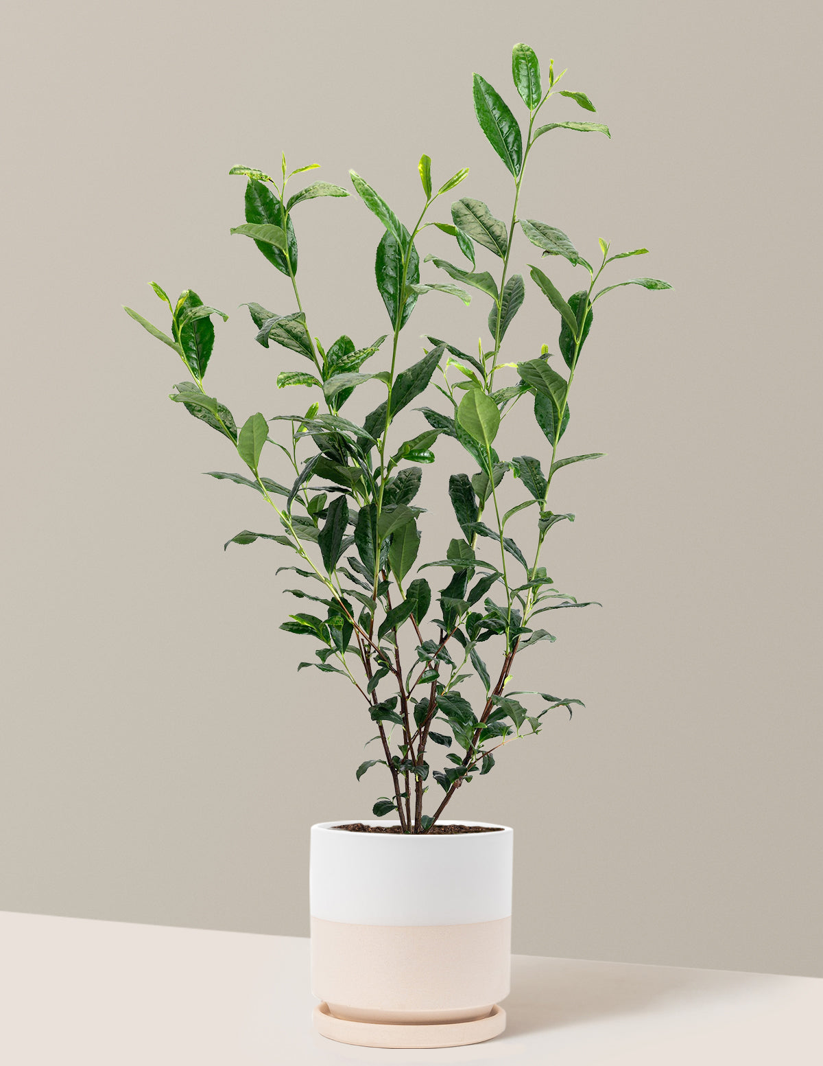 Tea Plant (Camellia Sinensis)