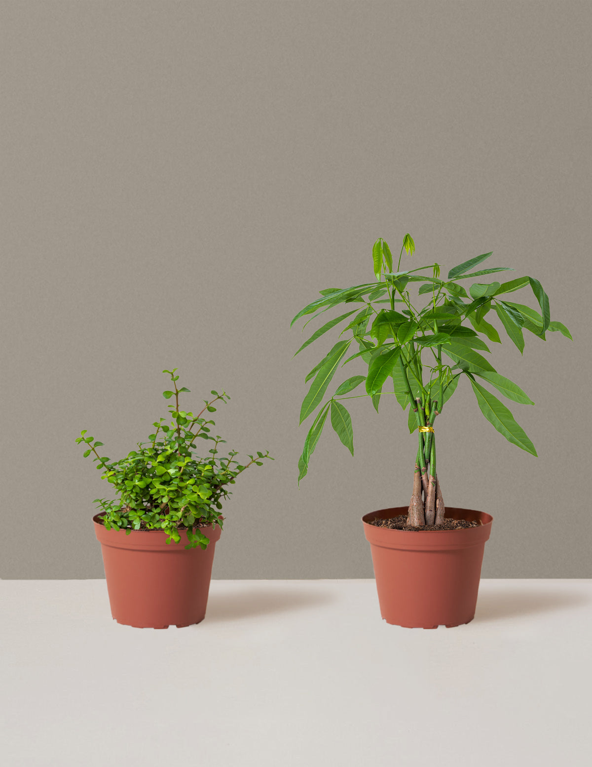 bundle | Medium | Grow Pot