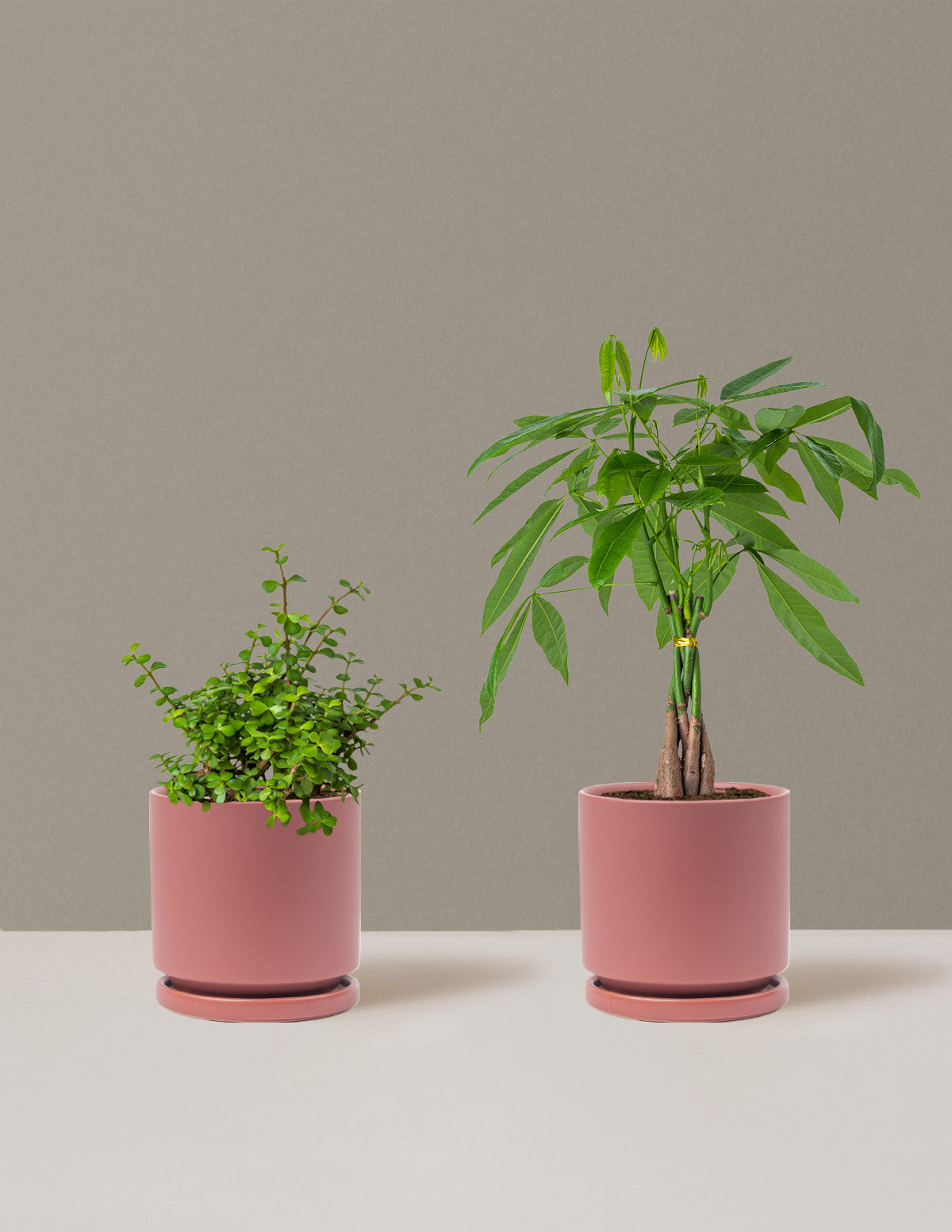 bundle | Medium | Isabella | Dusty Rose