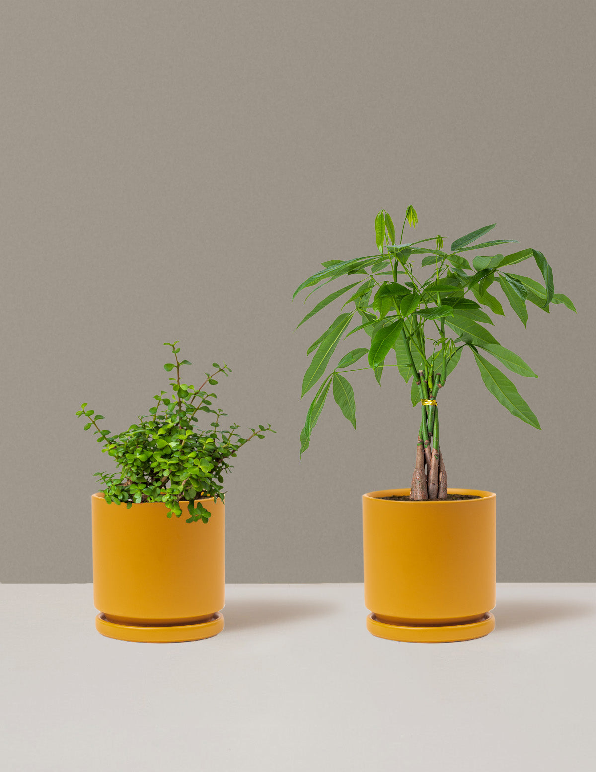 bundle | Medium | Isabella | Mustard