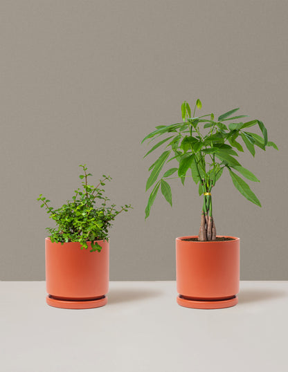 prosperity indoor plants Prosperity Duo | Plants for Delivery
