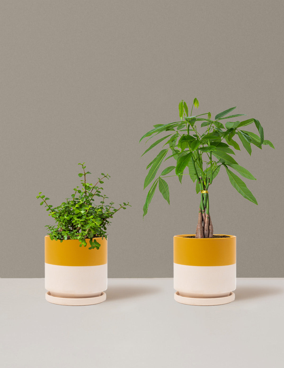 indoor plants that bring prosperity Prosperity Duo | Plants for Delivery