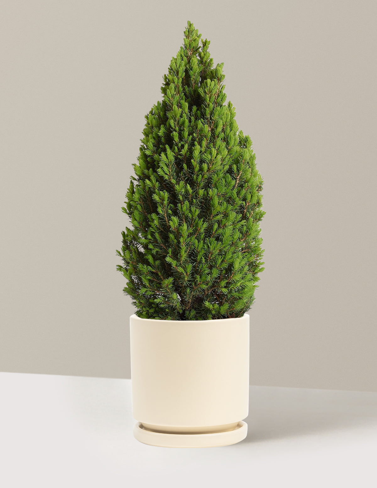 Tiny Tower® Dwarf Alberta Spruce