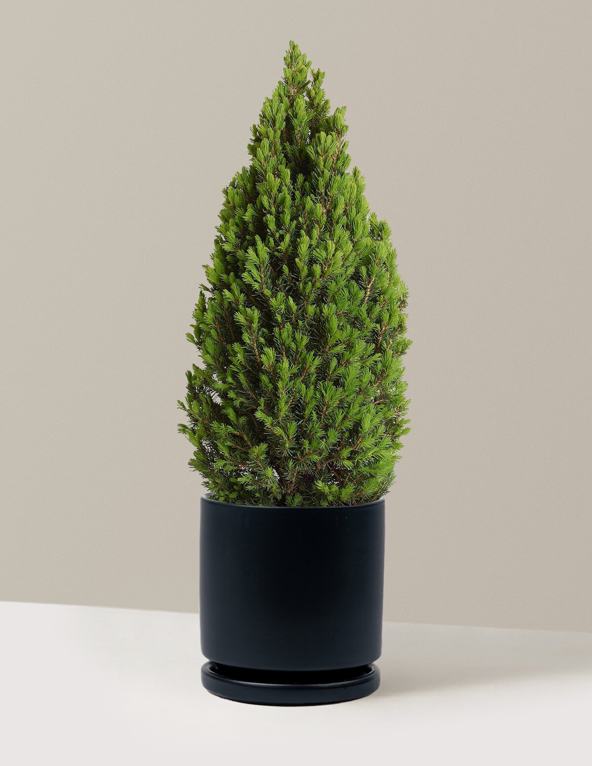 Tiny Tower® Dwarf Alberta Spruce