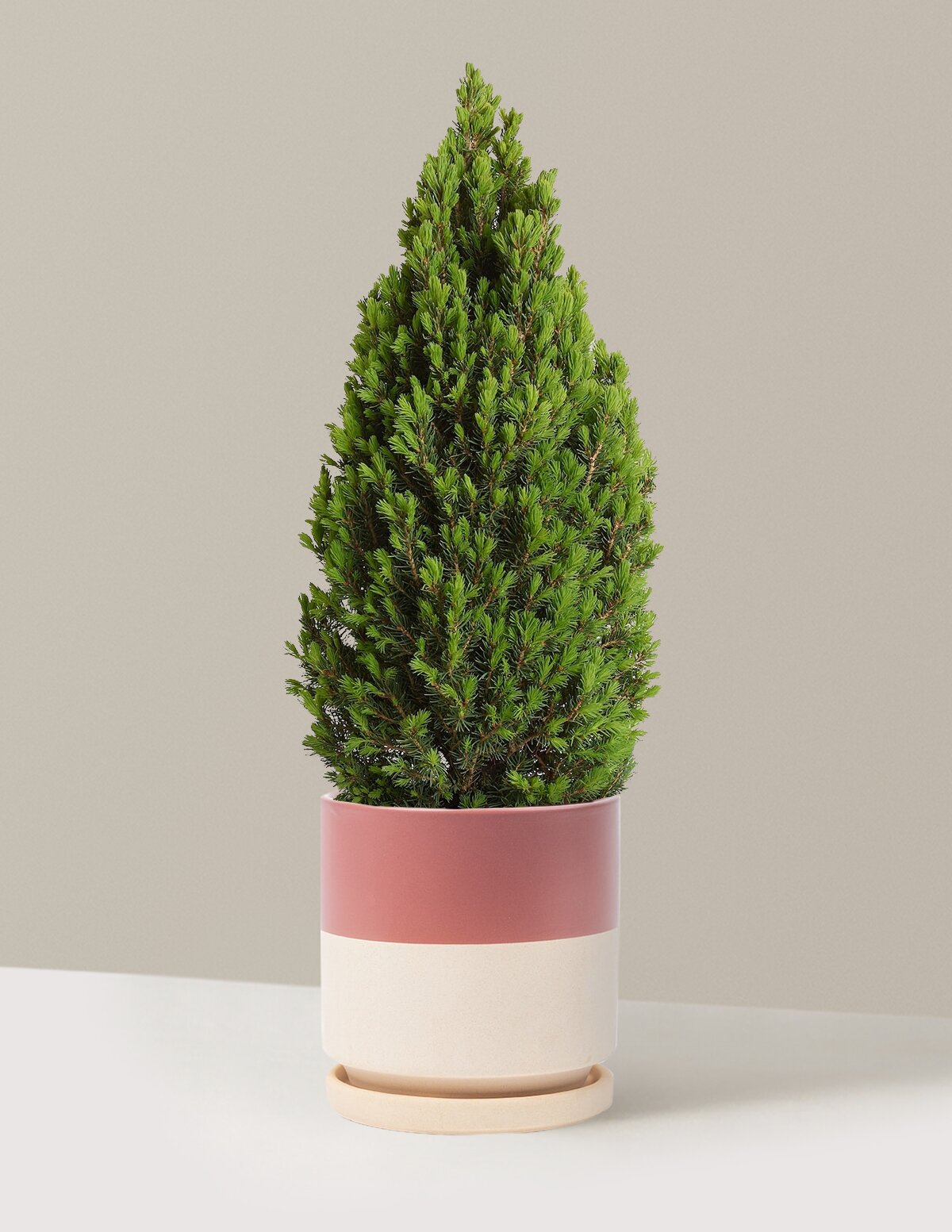 Tiny Tower® Dwarf Alberta Spruce