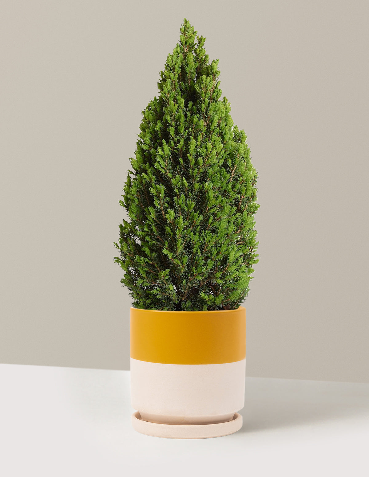 bundle | 1 Gallon | Isabella | Top Half Mustard