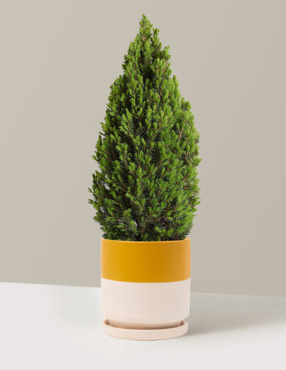 bundle | 1 Gallon | Isabella | Top Half Mustard