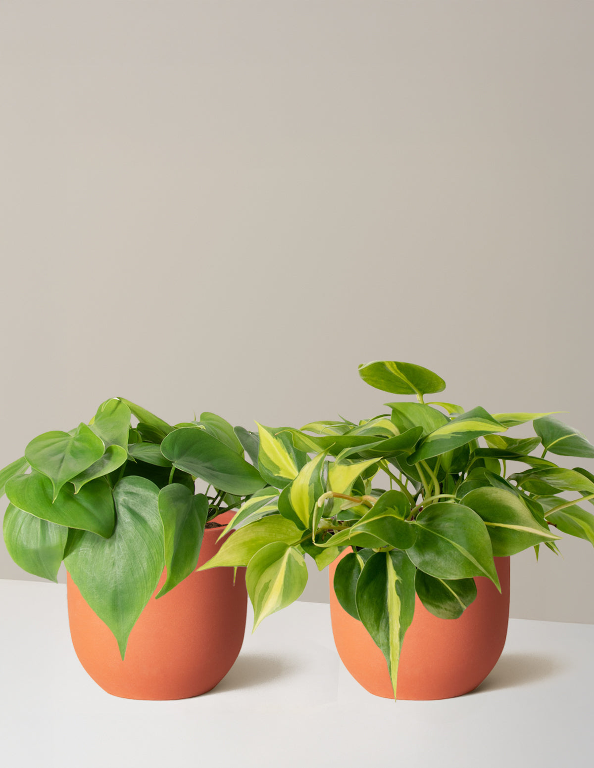 philodendron brasil trailing The Trailing Philodendron Duo Houseplants with Planter - Medium (3"-6" tall) Rust Planters