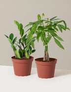 bundle | Medium | Grow Pot