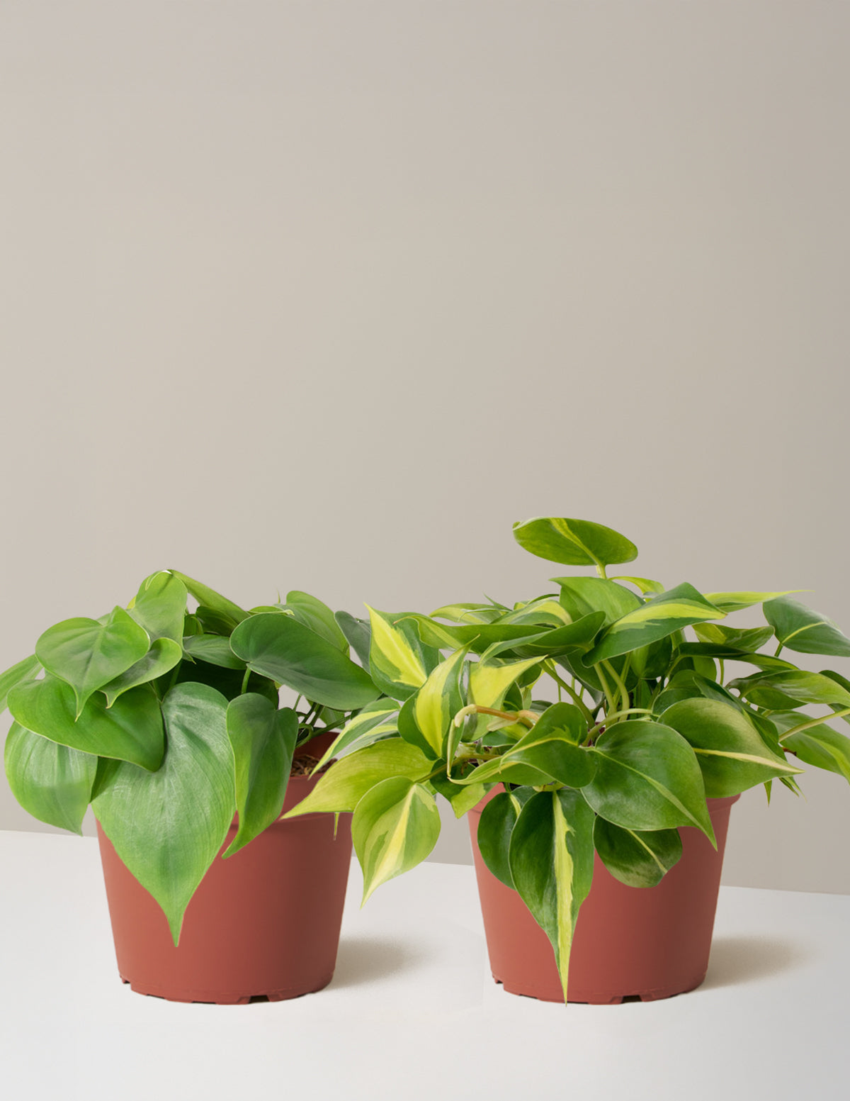 bundle | Medium | Grow Pot