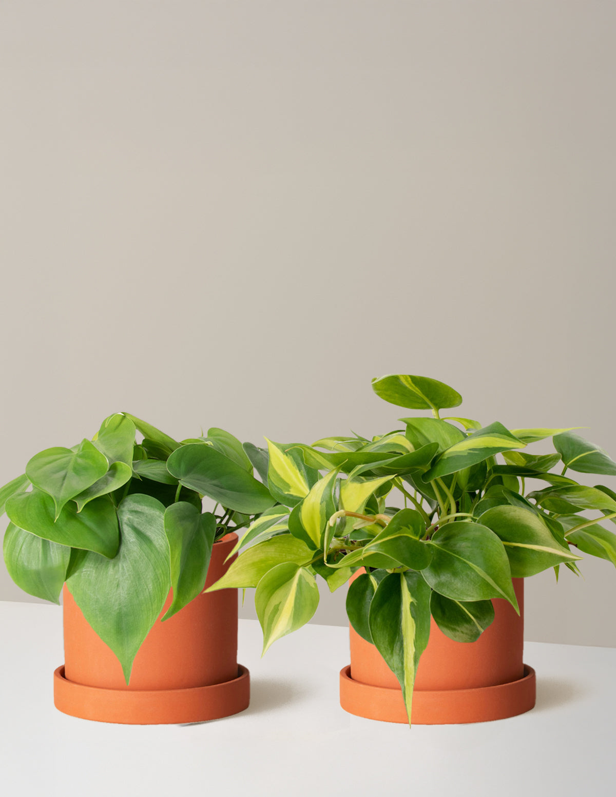 philodendron trailing plant The Trailing Philodendron Duo Houseplants with Planter - Medium (3"-6" tall) Rust Planters