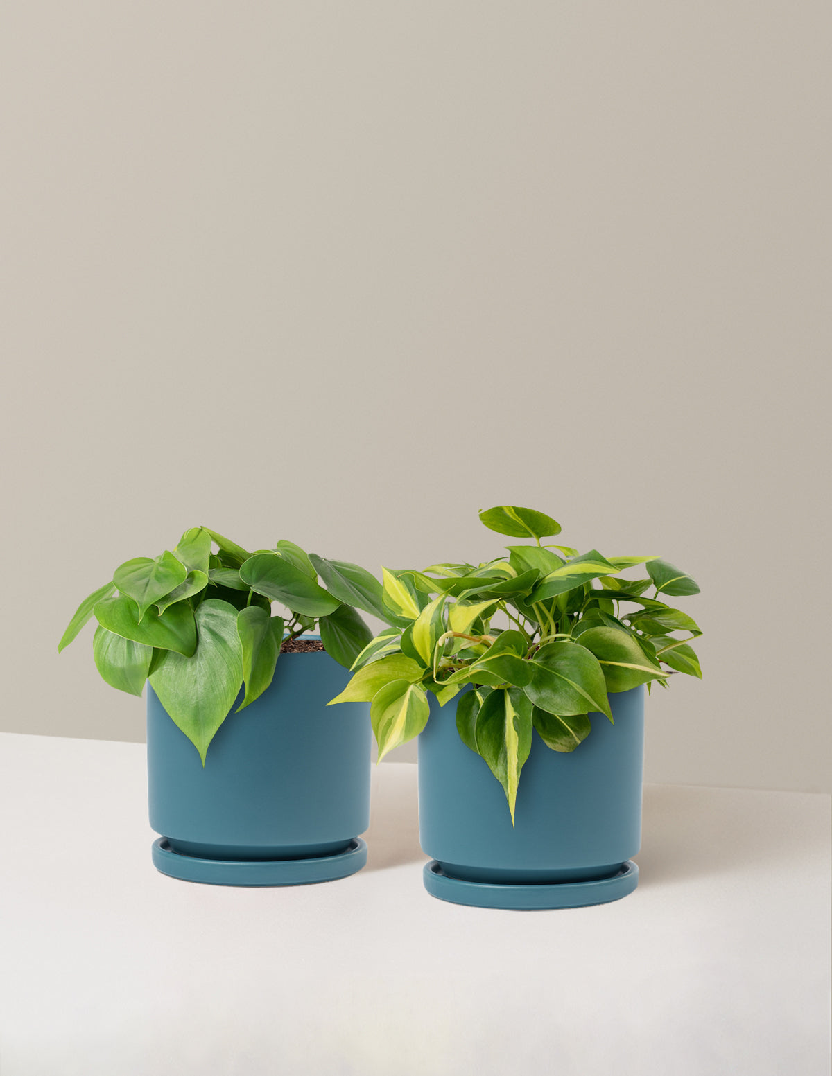 bundle | Medium | Isabella | Antique Teal