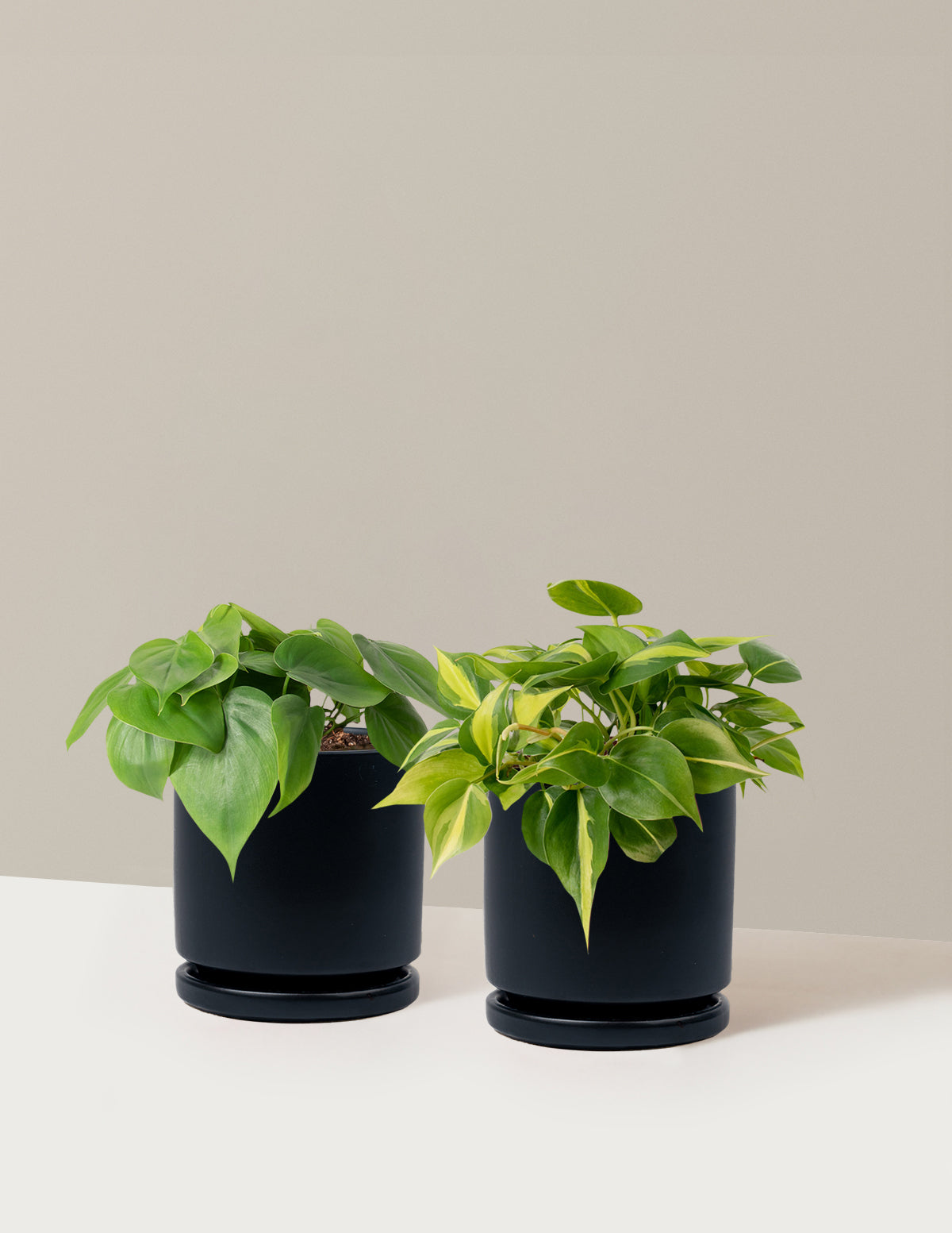 The Trailing Philodendron Duo