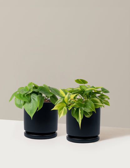 The Trailing Philodendron Duo