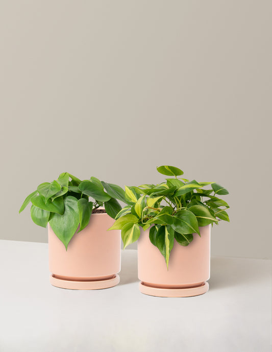 The Trailing Philodendron Duo