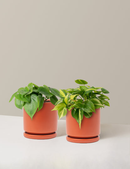The Trailing Philodendron Duo