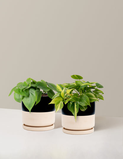 The Trailing Philodendron Duo