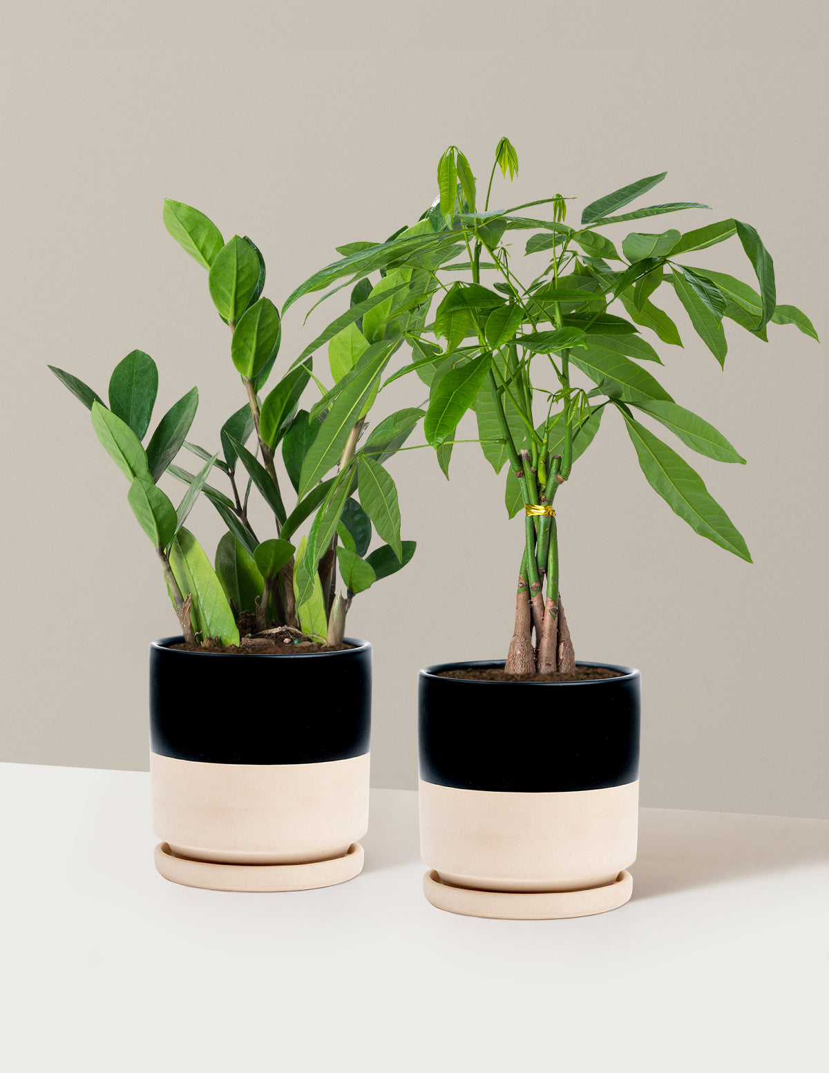 black and white small plant pot The Easy Care Duo | Shop Indoor Houseplants & Gifts