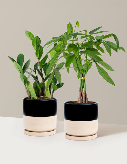 nice pot plants The Easy Care Duo | Shop Indoor Houseplants & Gifts