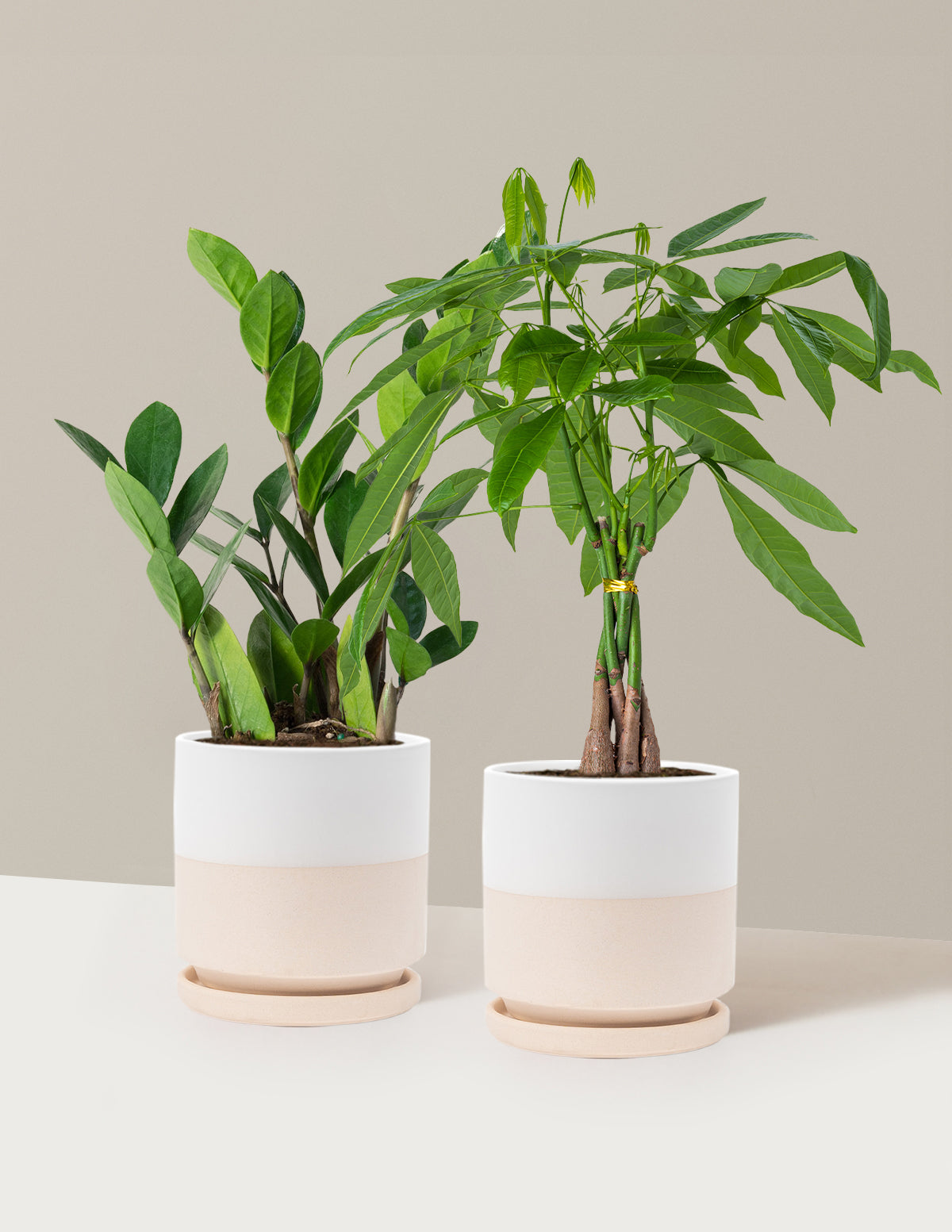 house plant containers The Easy Care Duo | Shop Indoor Houseplants & Gifts
