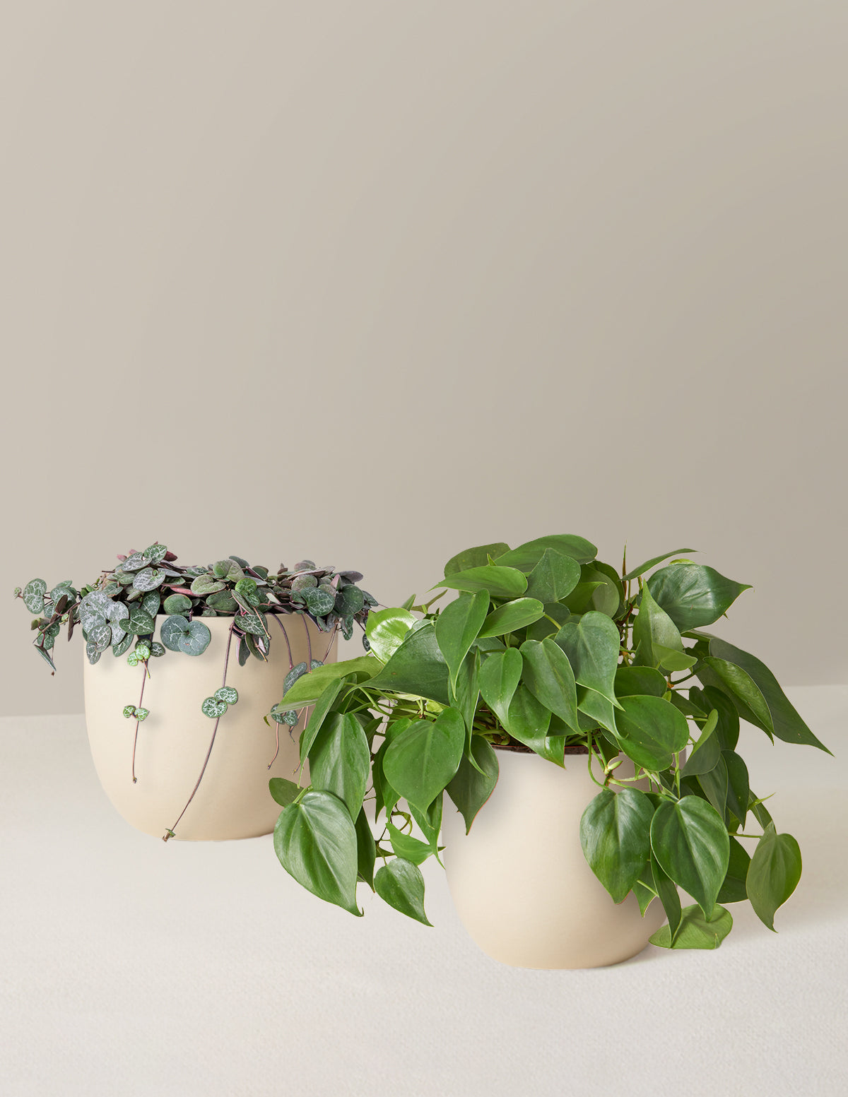 trailing plants in pots Trailing Hearts Duo | Houseplants Safe for Pets Delivery