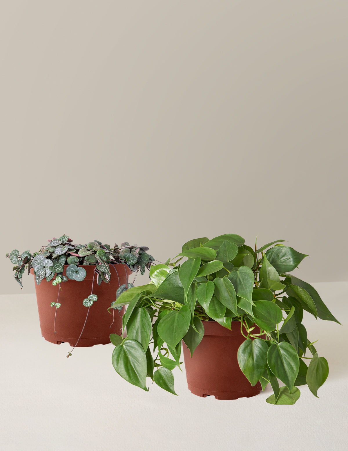 bundle | Medium | Grow Pot