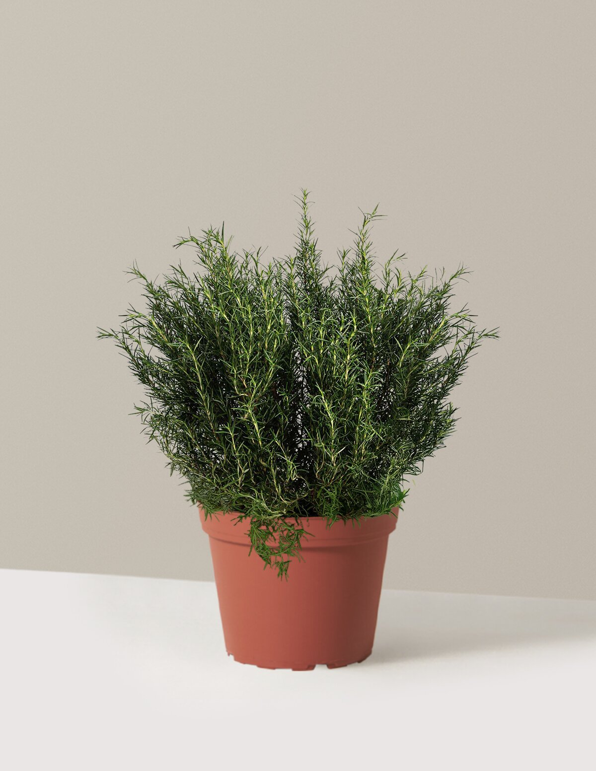 Tuscan Blue Rosemary