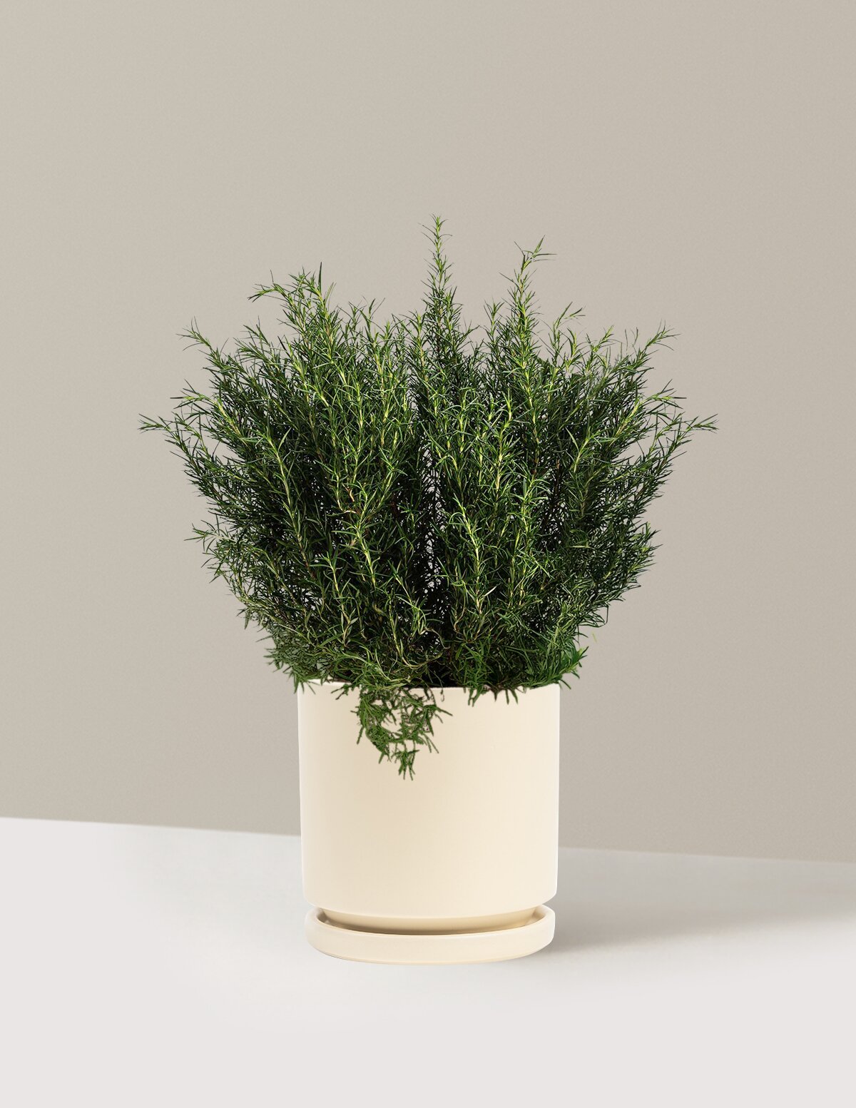 Tuscan Blue Rosemary