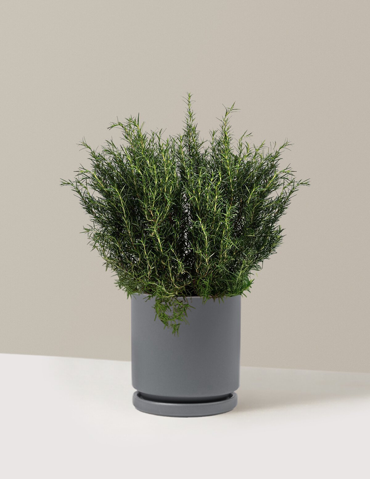 Tuscan Blue Rosemary