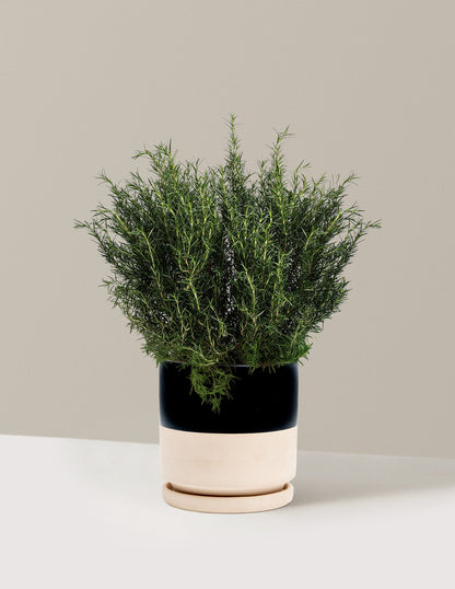 Tuscan Blue Rosemary