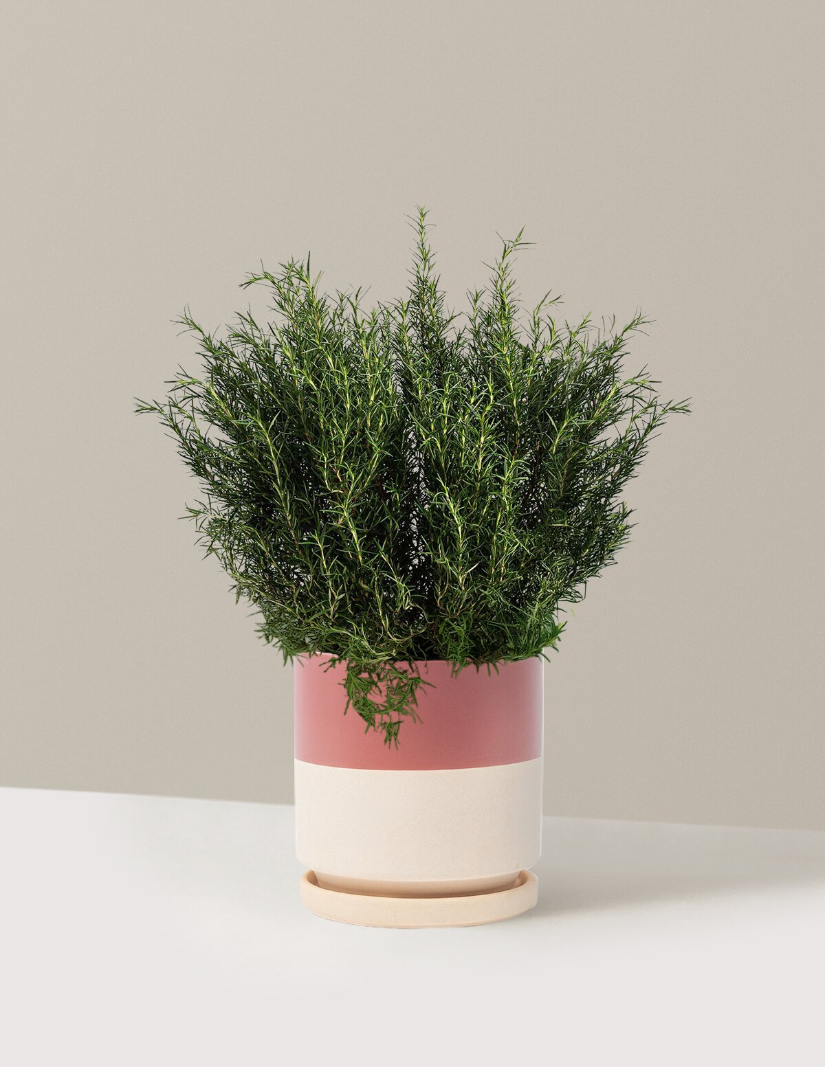 Tuscan Blue Rosemary