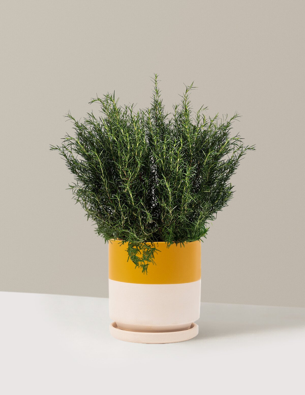 Tuscan Blue Rosemary