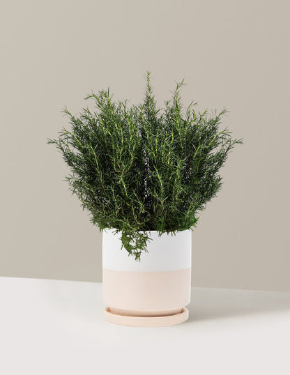 Tuscan Blue Rosemary