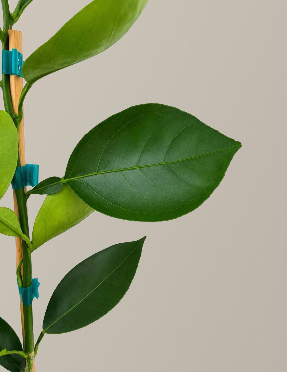 Valencia Orange Tree