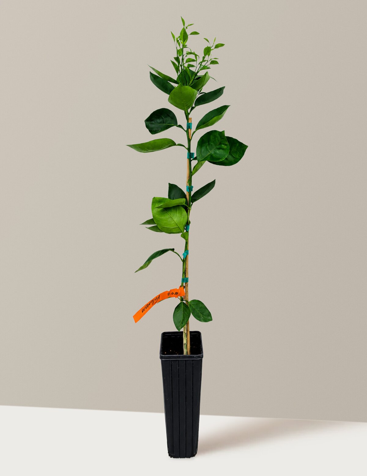 Valencia Orange Tree