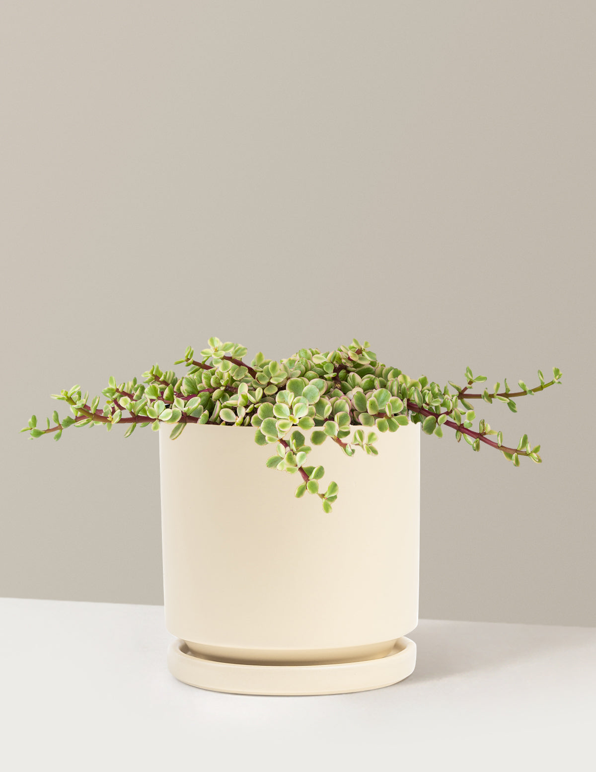 Variegated Elephant Bush Prosperity Plant