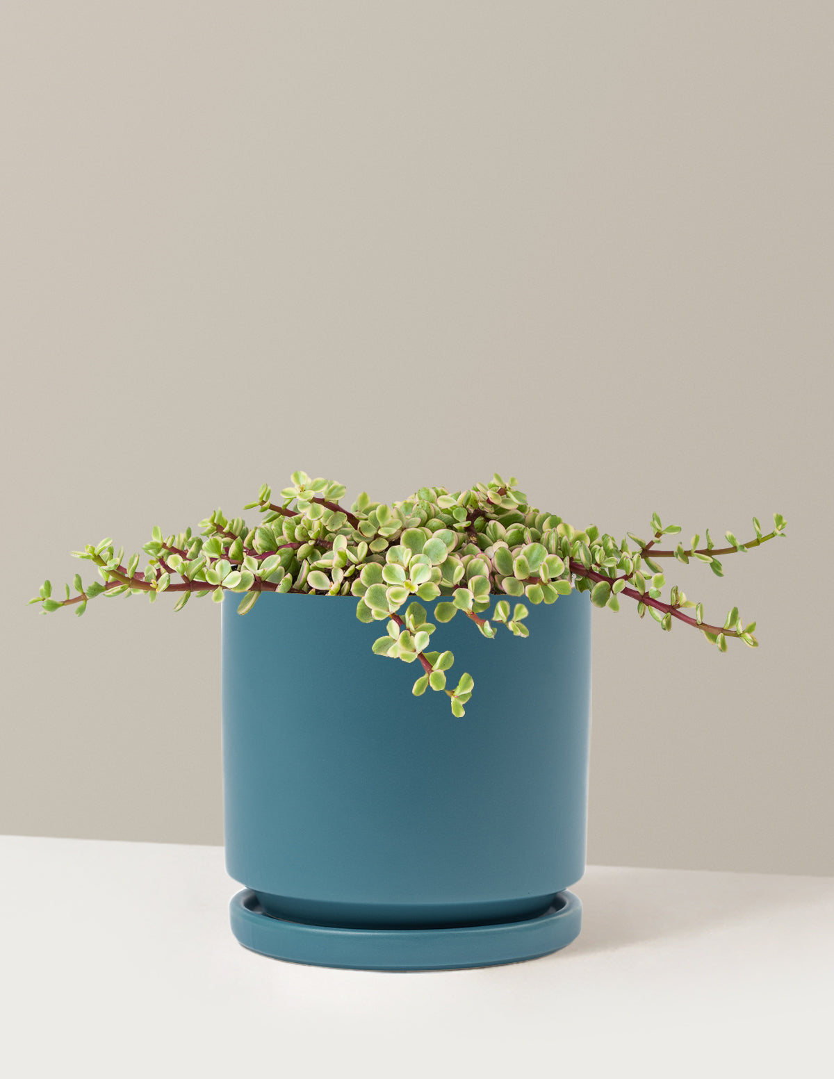 Variegated Elephant Bush Prosperity Plant