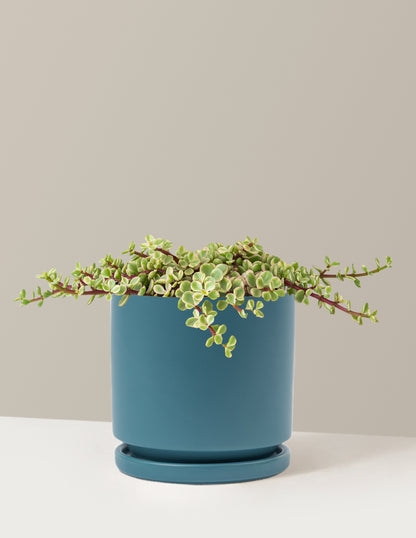 Variegated Elephant Bush Prosperity Plant