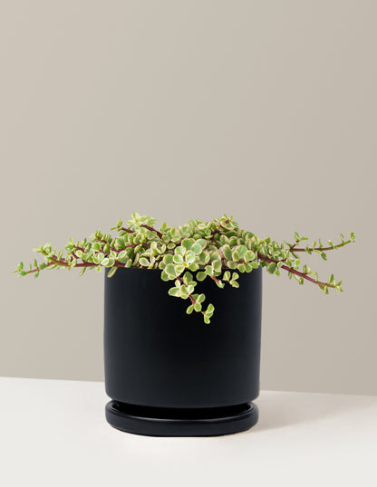 Variegated Elephant Bush Prosperity Plant
