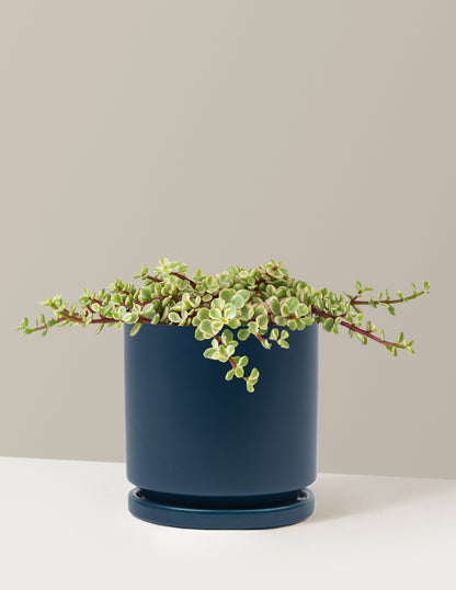 Variegated Elephant Bush Prosperity Plant