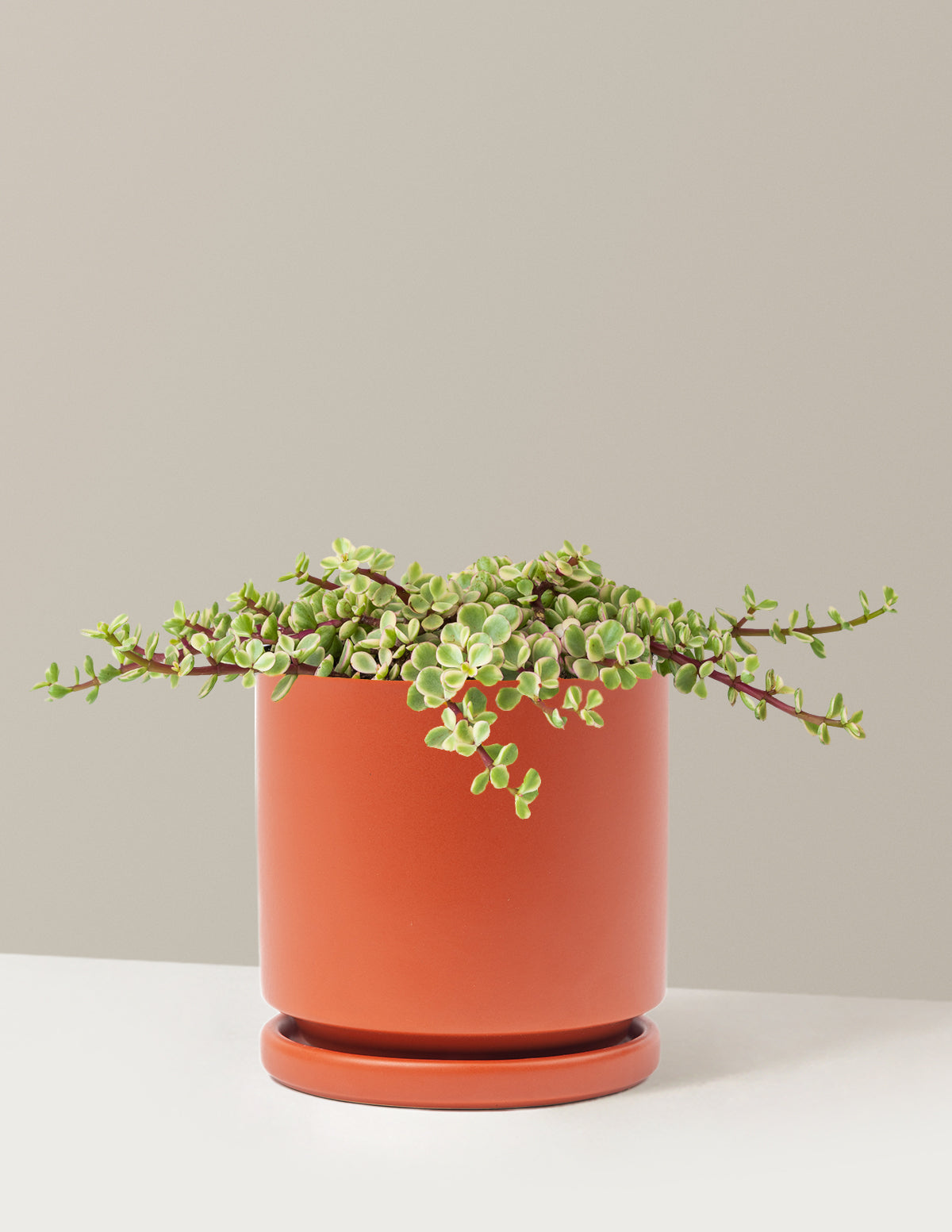 Variegated Elephant Bush Prosperity Plant