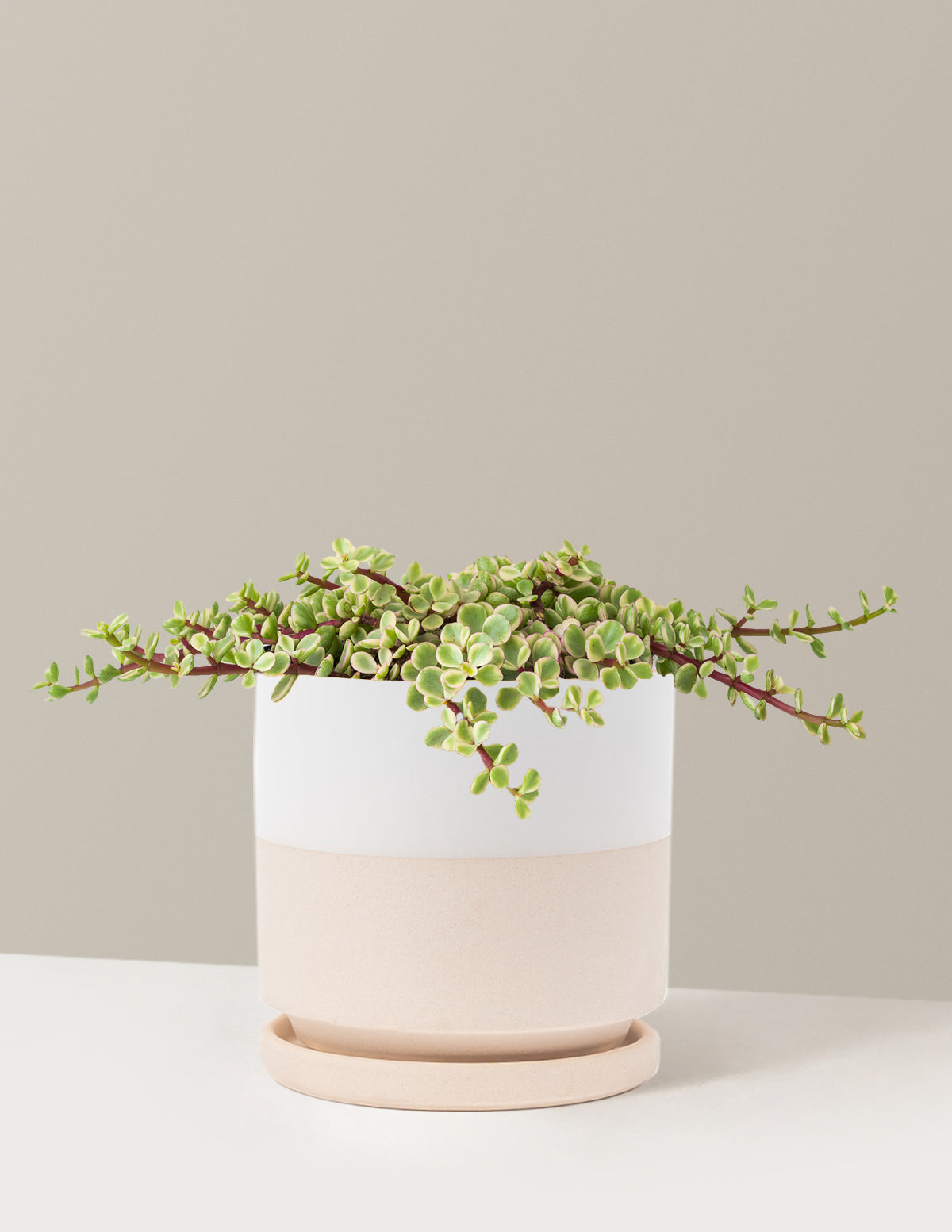 Variegated Elephant Bush Prosperity Plant