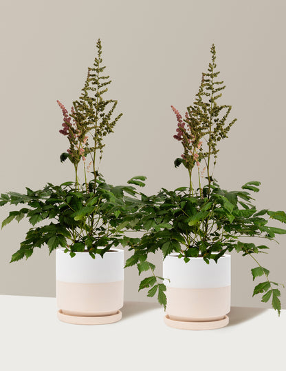 Vision in Pink Astilbe
