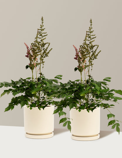 Vision in Pink Astilbe